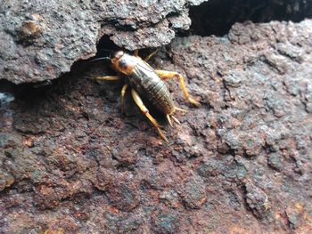 Close-up of insect on rock