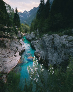 Stream flowing through rocks in forest