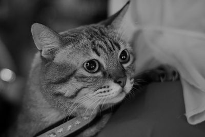 Close-up portrait of a cat