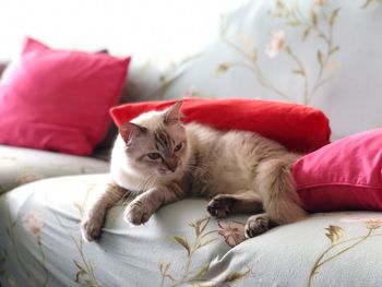 Cat resting on sofa at home