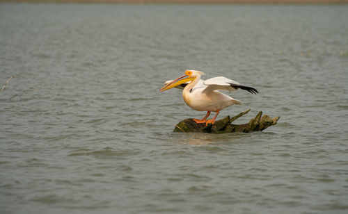 Pelican frightened by boat in danube delta