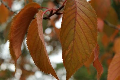 Close-up of leaves on tree