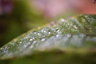 Close-up of wet plant leaves