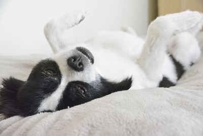 Close-up of a cat lying on bed