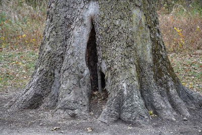 tree