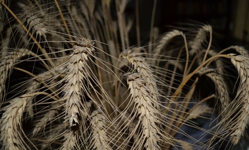 Close-up of wheat crops