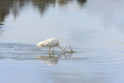 Silver heron in a lake