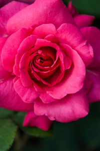 Close-up of pink rose blooming outdoors