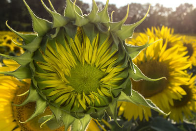 Close-up of sunflower