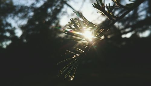 Sun shining through trees