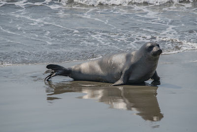 Young elephant seal moving toward the beach on wet sand