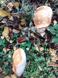 High angle view of mushroom growing on field