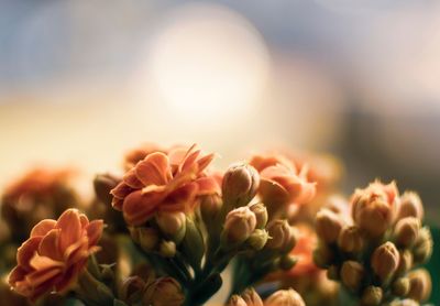 Close-up of flowering plants against bright sun