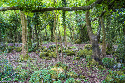 View of trees in forest