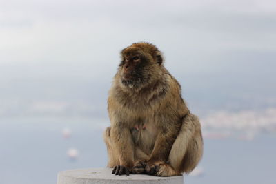 Lion sitting on rock against sky