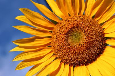 Close-up of fresh sunflower blooming outdoors