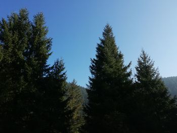 Low angle view of trees against clear sky