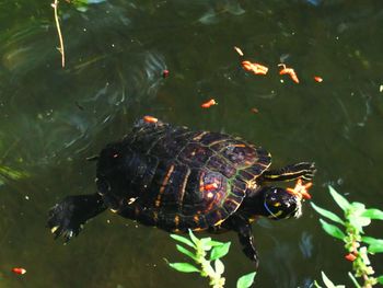 Fish swimming in water