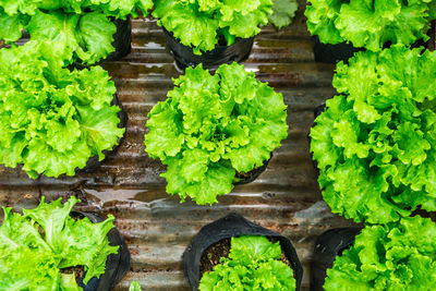 Full frame shot of vegetables