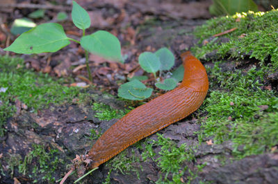 High angle view of a lizard on ground