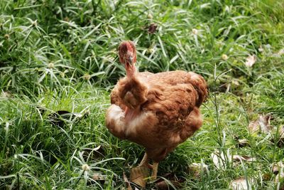 Close-up of rooster on field