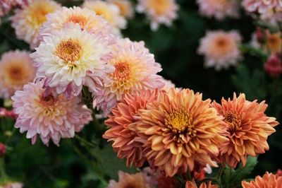 Close-up of orange flowering plants