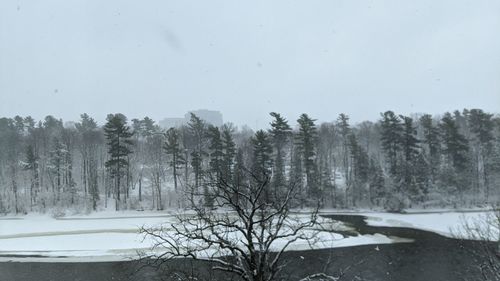 Bare trees on snow covered land