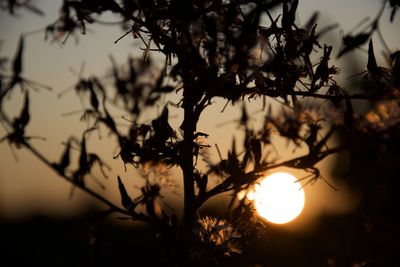 Close-up of silhouette flowering plant against sky during sunset