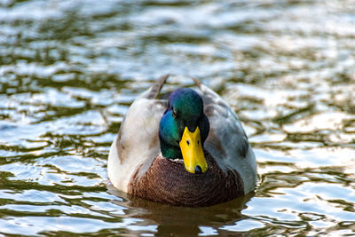 Close-up of duck in lake