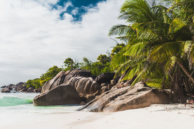 Palm trees on rock by sea against sky