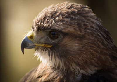 Close-up of hawk