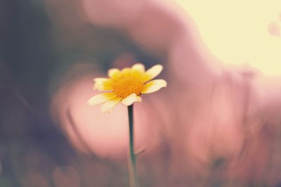 Close-up of yellow flowering plant