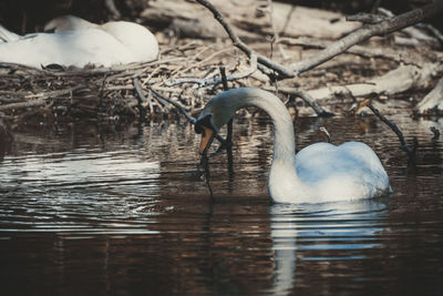 View of swan swimming in lake