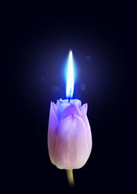 Close-up of flower against black background