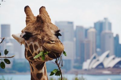 Close-up of giraffe eating plants in city against sky