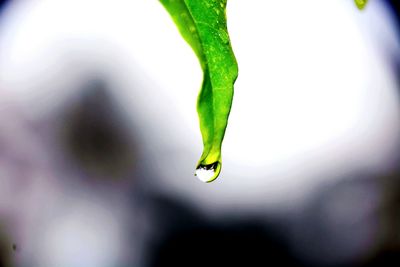 Close-up of green leaf on plant