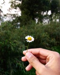 Close-up of hand holding yellow flowering plant