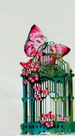 Close-up of pink flowers on white background