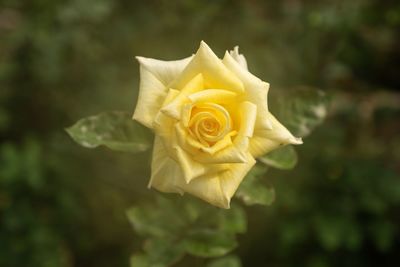 Close-up of yellow rose