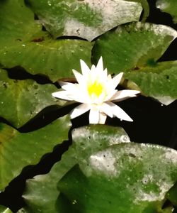 Close-up of lotus water lily