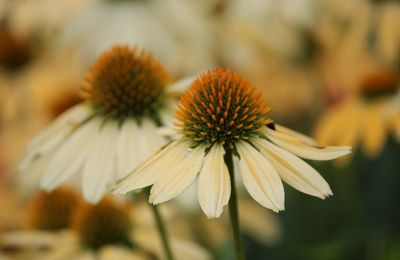 Close-up of coneflowers blooming outdoors