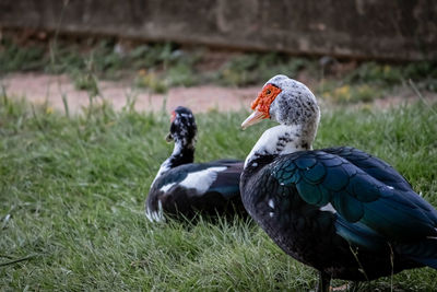 Ducks on a field