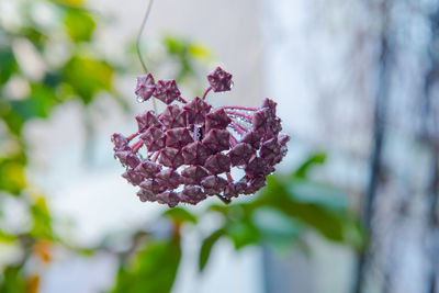 Close-up of purple flowering plant
