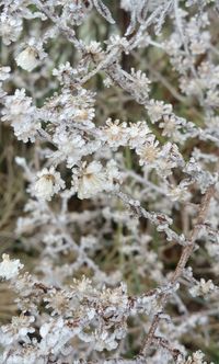 Close-up of white flowers