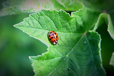 Close-up of ladybug on leaf