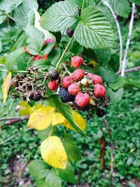 Close-up of berries growing on tree