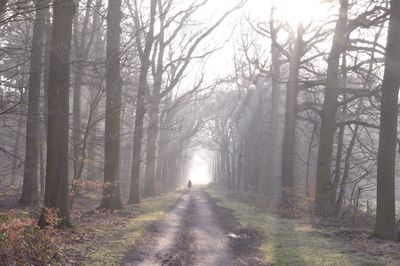 Road passing through forest