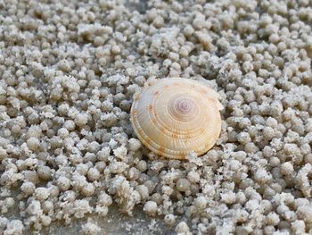 Close-up of seashell on rock