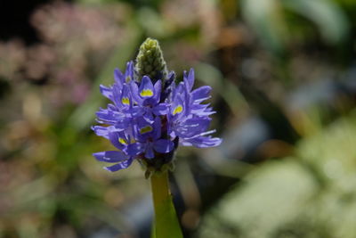 Close-up of purple flowering plant