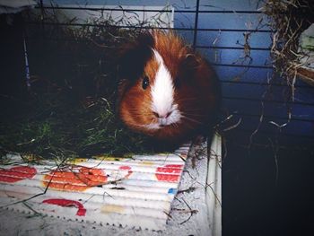 Portrait of guinea pig by grass in pet house